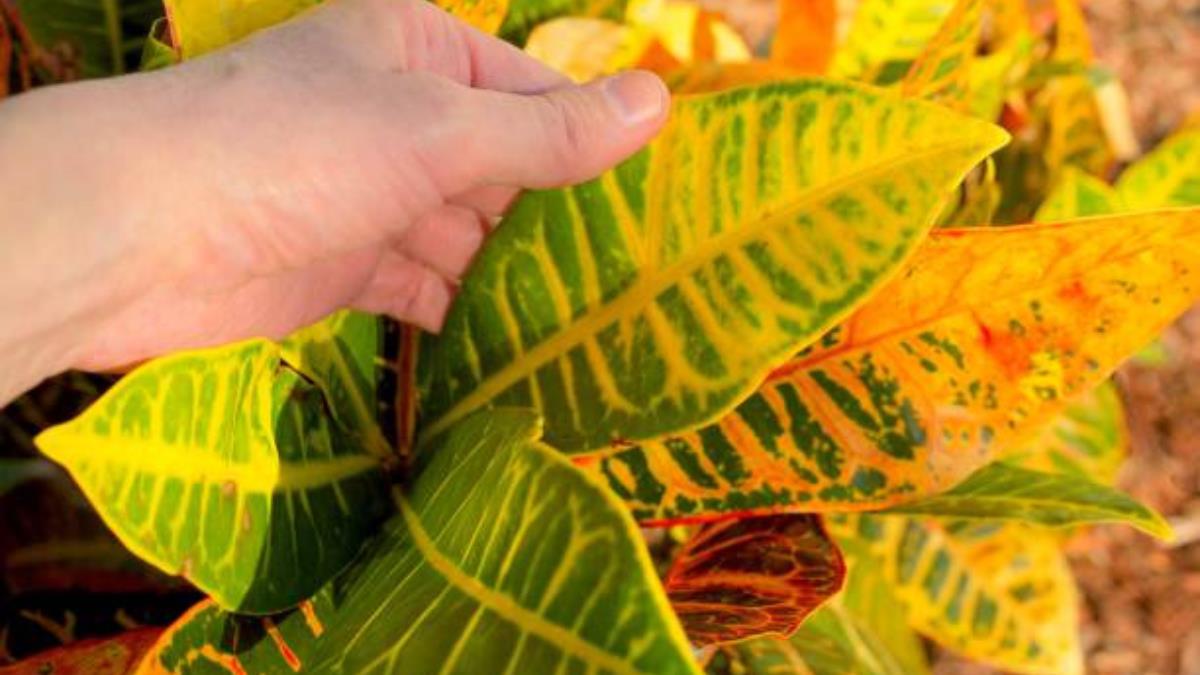 Las Plagas Que Aparecen En El Sustrato De Las Plantas Y Pocos Conocen Terra Per